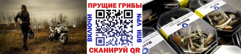 Псилоцибиновые грибы Psilocybine cubensis  Суздаль 